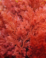 Intensive Youth Treatment