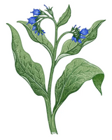 Phyto-sensitive Cream