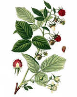 CBD Anti-Stress Rich Cream