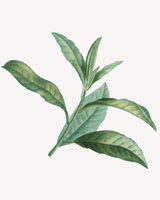 Botanical Cleansing Foam