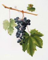 Anti-aging eye contour cream