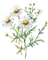 Botanical Cleansing Foam