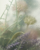 Botanical toning lotion