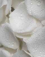 Botanical toning lotion