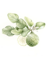 Botanical toning lotion