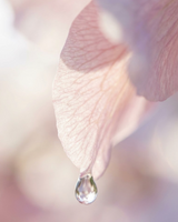 Botanical toning lotion