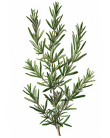 Creamy deep-cleansing exfoliator