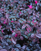 Amethyst Mushroom Massager