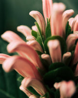 Hydra-Boost Gel Mask