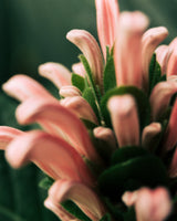 Intensely Hydrating Day Cream with Ceramides & Centella Asiatica