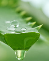 Botanical Cleansing Foam