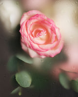 Aquarosa | Triple Hyaluronic & Centella Asiatica