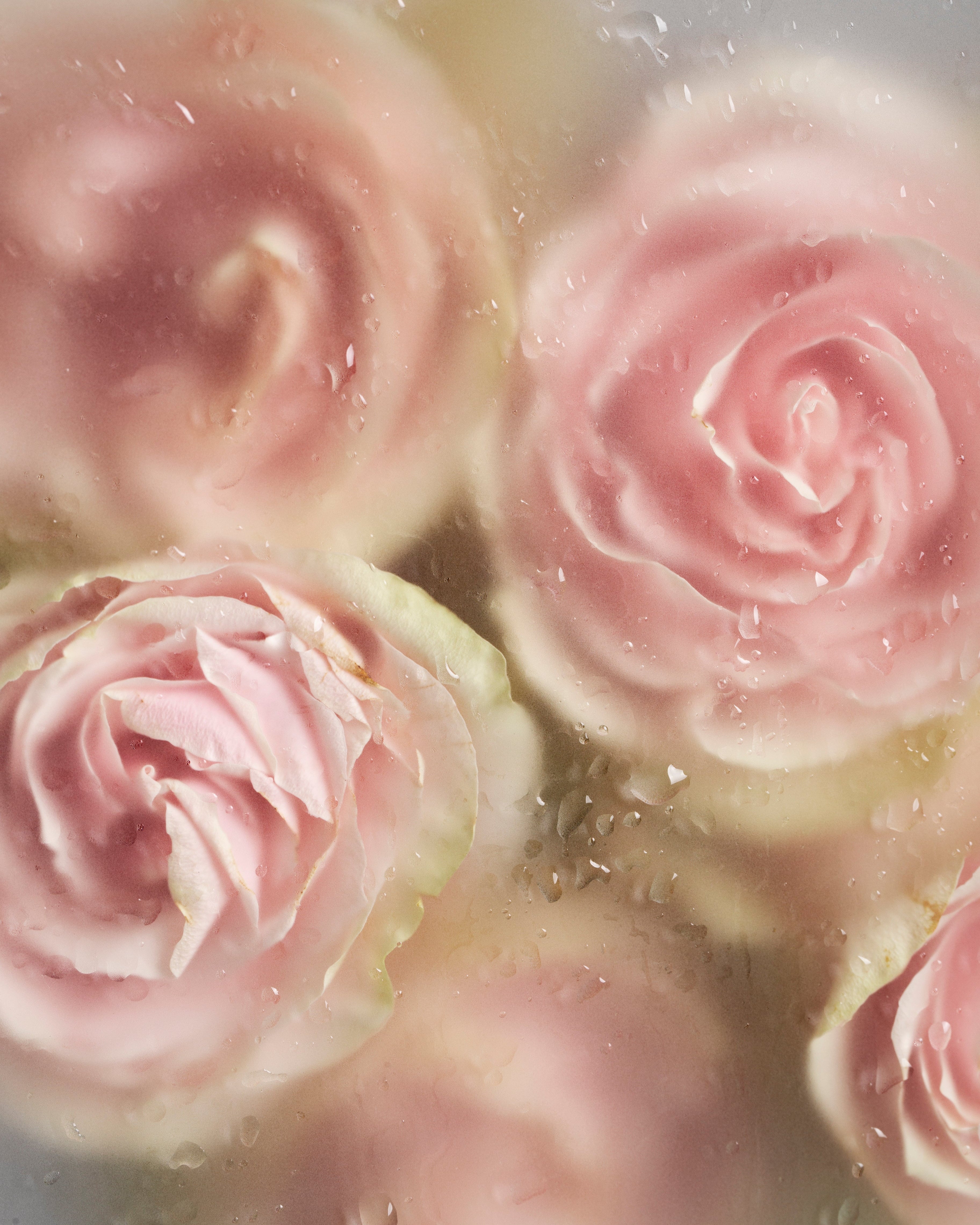 Sublimessence de fleurs