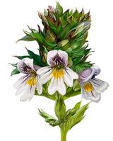 Light Eye Contour Gel