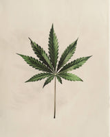 CBD Anti-Stress Rich Cream