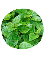 Phyto-sensitive Cream