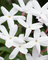 Aquarosa | Triple Hyaluronic & Centella Asiatica