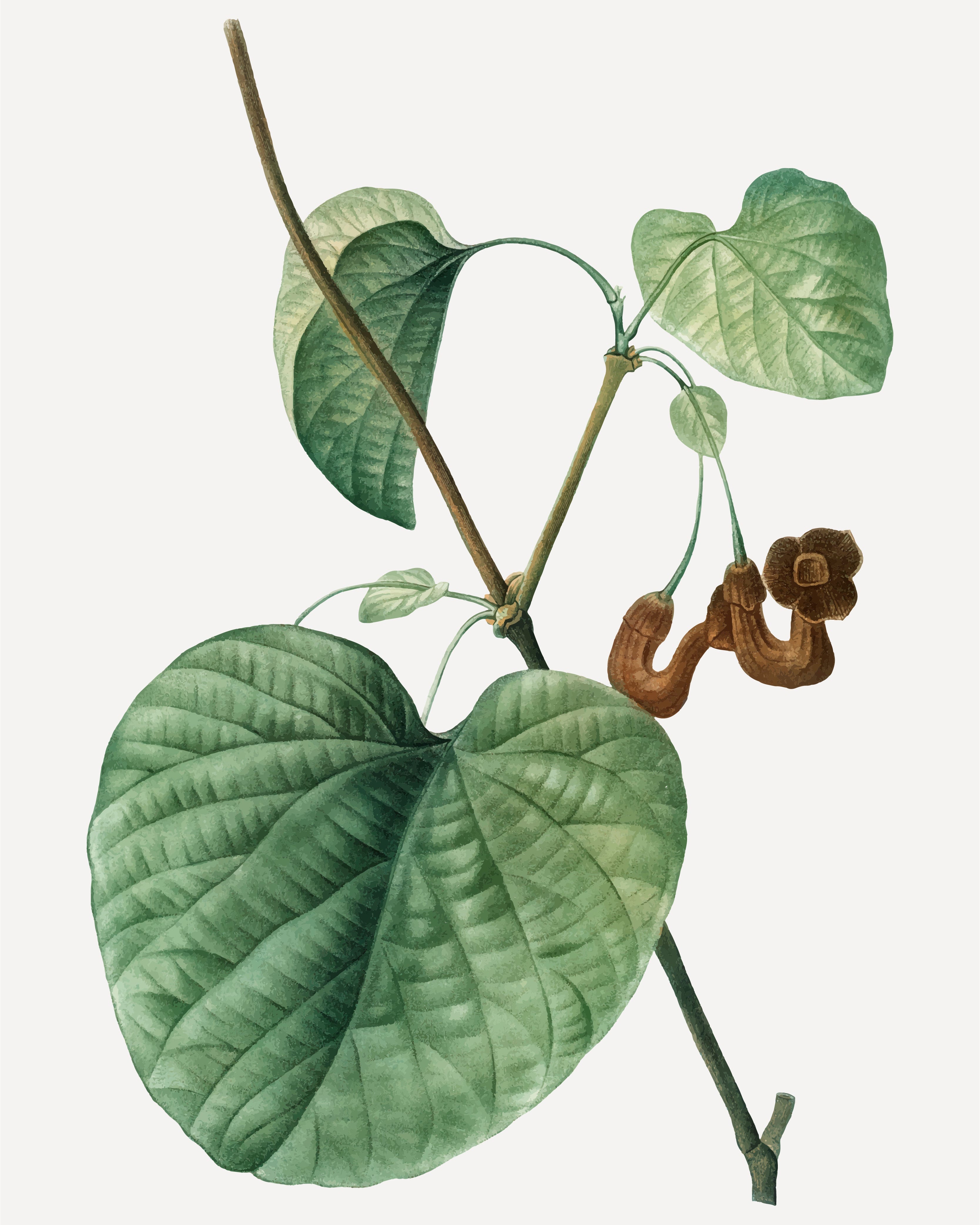 Sérum éclat tri-peptides