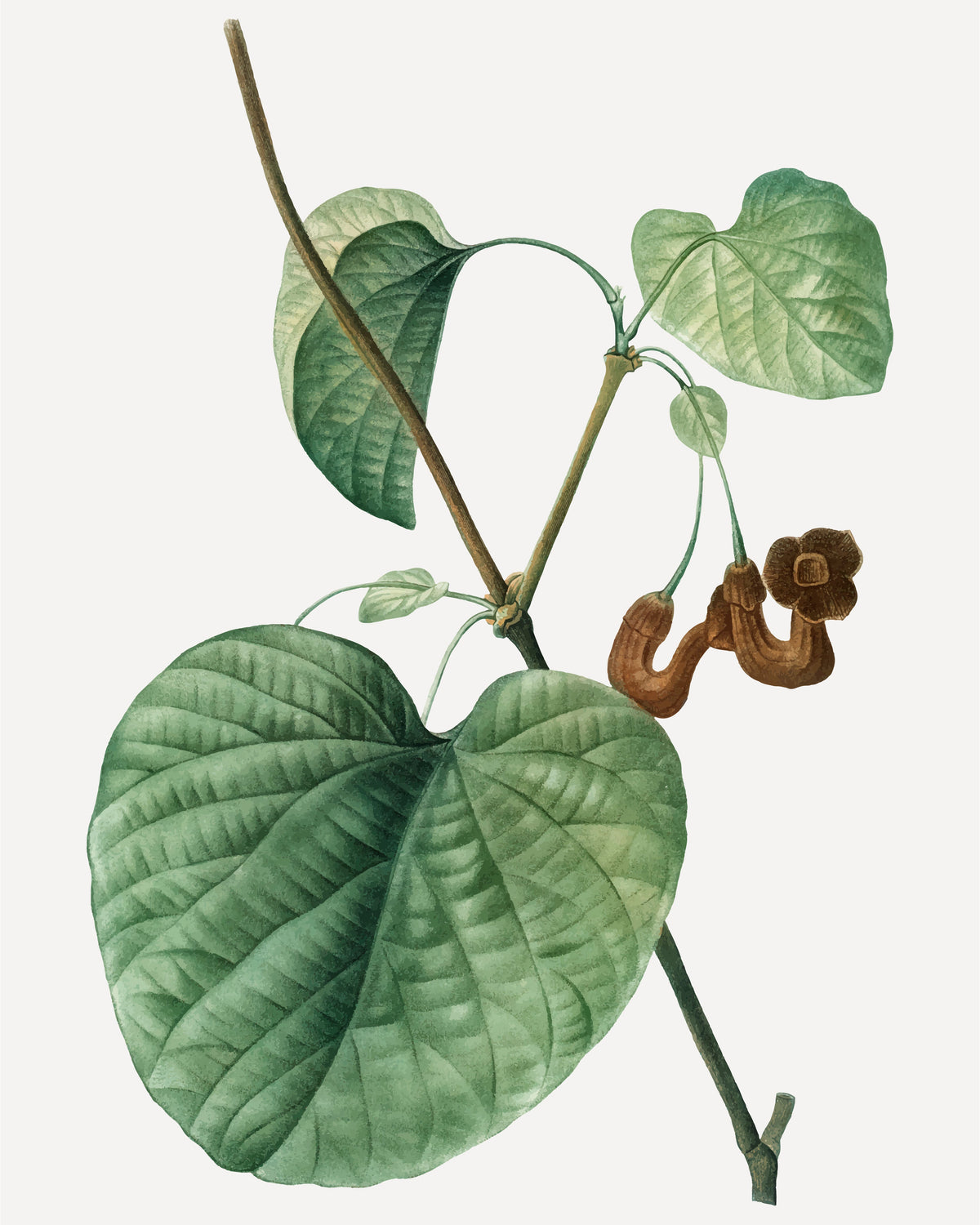 Sérum Éclat Tri-peptides