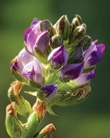 Regenerating Night Cream with Bakuchiol