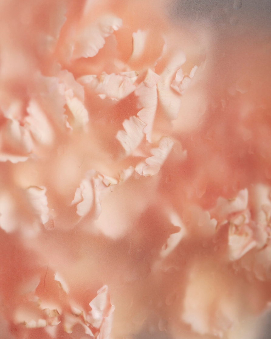 Crème de nuit régénératrice au Bakuchiol