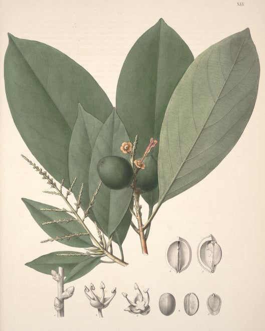 Sérum Éclat Tri-peptides