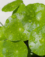 Intensely Hydrating Day Cream with Ceramides & Centella Asiatica