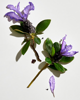 Regenerating Night Cream with Bakuchiol