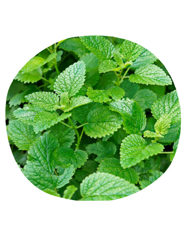 Crème Phyto-sensitive
