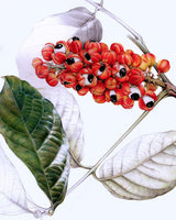 Regenerating Night Cream with Bakuchiol